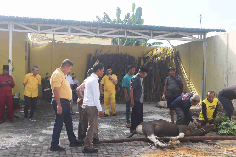Potong Qurban Sapi dan Kambing, DPD Golkar Riau Ajak Idul Adha Momentum Keikhlasan